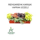 Yaprak Güzeli Kolyos Çiçeği 3 Adet Saksılı Balkon Çiçeği, SRD03022025BYB812