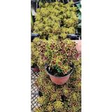 Yaprak Güzeli Minik Yapraklı (13 cm Saksıda ) Dolgun ve Formlu