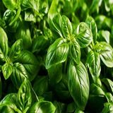 Yaprakllı Genovese Fesleğen Tohumu (200 Tohum)