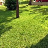 Yarı Gölge Alanlar İçin Çim Tohumu