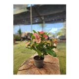 YAŞAR Japon Iğnesi Dikenler Tacı Euphorbia Milii Fidanı Saksılı 10-20 Cm