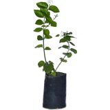 Yasemin Çiçeği Fidanı 10-20 Cm