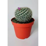 Yaşlı Kadın Kaktüsü (Mammillaria Hahniana) – kolay bakım, küçük çiçekler 8.5 cm saksıda