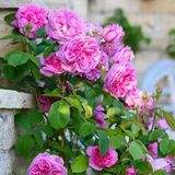Yaşlı Kokulu Pink Quen Pembe Renkli Sarmaşık Gül Fidanı (5 Yaş 130-160 cm Sınırlı Stok)