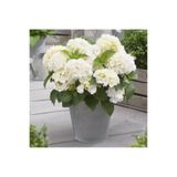 YASMİN ORGANİK TARIM Beyaz Renk Canlı Ortanca Çiçeği Fidanı 10-20 cm