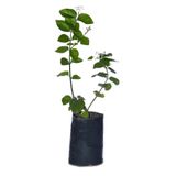 YASMİN ORGANİK TARIM Yasemin Arap Yasemini Fidanı 10-20 cm