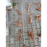 Yati Kökü Bağ 35-45 Cm