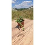 Yatsı Senecio Tesbih Çiçeği