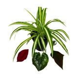 Yavrulu Chlorophytum Comosum Kurdele Çiçeği 10-20 Cm