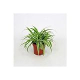 Yavrulu Kurdele Çiçeği 1 Adet Chlorophytum 10-20 Cm