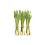 YavuzTropikalFidan LEMON GRASS FİDESİ