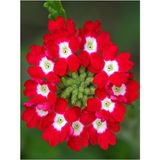 Yayılıcı Kırmızı Mine Çiçeği 1 Adet Saksılı 15-30 Cm Bahçe Yer Bitkisi Verbena Officinalis