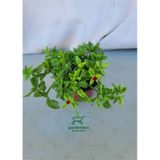 Yayılıcı Pembe Buz Çiçeği 5 Adet Saksılı 10-20cm Delosperma
