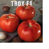 Yayla Tarım 1000 Adet Hibrit F1 Troy Sofralık Oturak Domates Tohumu....