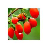 Yayla Tarım 12 Adet Goji Berry Fidanı ( Damaye ) Tombul Meyve 9 Luk Saksıda 12 Ay Dikim Yapılabilir