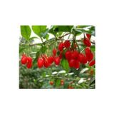 Yayla Tarım 12 Adet Goji Berry Fidanı ( Nq1 ) 9 Luk Saksıda 12 Ay Dikim Yapılabilir