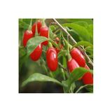 Yayla Tarım 12 Adet Goji Berry Fidanı ( Nq7 ) Büyük Meyve 9 Luk Saksıda 12 Ay Dikim Yapılabilir