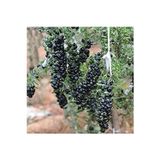 YAYLA TARIM 12 Adet Goji Berry Fidanı ( Siyah ) Tombul Meyve 9 Luk Saksıda Aşılı 12 Ay Dikim Yapılabilir