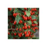 Yayla Tarım 2 Adet Goji Berry Fidanı ( Nq1 ) Tombul Meyve Tüplü 1 Yaş 12 Ay Dikebilirsiniz....