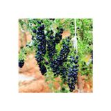 Yayla Tarım 2 Adet Goji Berry Fidanı ( Siyah Renk ) Tombul Meyve Tüplü 1 Yaş 12 Ay Dikebilirsiniz....
