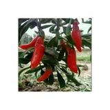 Yayla Tarım 3 Adet Goji Berry Fidanı ( Nq9 ) Tüplü 20 Cm 12 Ay Dikim