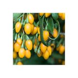 Yayla Tarım 3 Adet Goji Berry Fidanı ( Sarı Meyve ) Tüplü 20 Cm 12 Ay Dikim