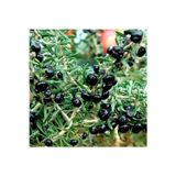Yayla Tarım 3 Adet Goji Berry Fidanı ( Siyah Meyve ) Tüplü 20 Cm 12 Ay Dikim