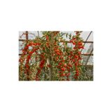 Yayla Tarım 3 Adet Goji Berry ( Nq7 ) Fidanı Tüplü Aşılı ..12 Aydikim .