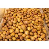 Yazar 5 kg Yeşil Zeytin