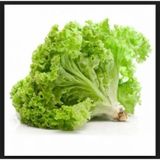 Yazlık Kıvırcık Marul Tohumu 100+ Tohum N11.8510
