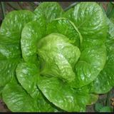 Yedikule Marul Tohumu 500+ Tohum N11.6334