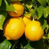 Yediver Limon Fidanı