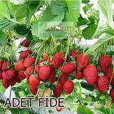 YEDİVEREN ÇİLEK FİDESİ 5 ADET