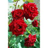 Yediveren Kırmızı Gül Fidanı Fidesi 15-25 Cm