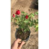 Yediveren Kırmızı Gül Fidesi Fidanı Bol Kokulu 10-20 Cm