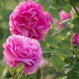 Yediveren Kokulu Isparta Gül Fidanı Reçellik Rosa Damascena 10-20 Cm