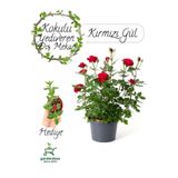 Yediveren Kokulu Kırmızı Gül Fidanı 30-50Cm +Buz Çiçeği