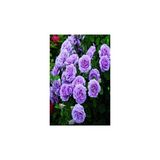 Yediveren Lila Gül Fidanı Yediveren Lilac Rose 10-20 Cm