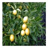 Yediveren Limon Tohumu (3 Tohum)