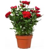 Yediveren Mis Kokulu Kırmızı Gül Fidanı 1 Adet Saksılı Bahçe Bitkisi 10-15CM (Red Rose)