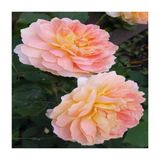 Yediveren Sarı Pembe Gül Fidanı 10-20 Cm
