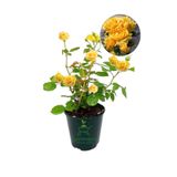 Yediveren Sarı Renk Gül Fidanı 1 Adet Saksılı 30-60Cm Dış Mekan Çiçeği