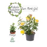 Yediveren Sarı Renk Gül Fidanı 1 Adet Saksılı 30-60Cm + Yeşim Çiçeği