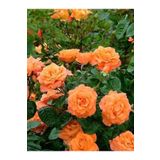 Yediveren Somon Kayısı Sarmaşık Gül Fidanı 15-25 Cm, SRD12022025BYB374