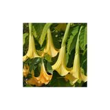 Yellow Brugmansia Çiçeği Meleklerin Borazanı Çiçeği Fidanı 10-20 Cm