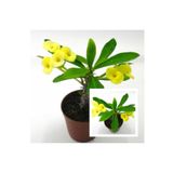 Yellow Crown Of Thorns Sarı Dikenler Tacı Fidanı 10-20 cm