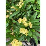 Yellow Euphorbia Milii Sarı Renk Dikenler Tacı Çiçeği 1 Adet Saksılı 15-30cm