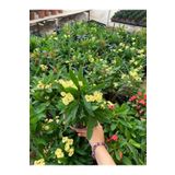 Yellow Euphorbia Milii Sarı Renk Dikenler Tacı Çiçeği 1 Adet Saksılı 20-30Cm