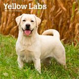 Yellow Labrador Retrievers 2026 12 X 24 Inch (Hanging) Monthly Square Wall Calendar Plastic-Free