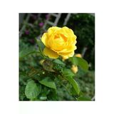 Yellow Sarı Gül Fidanı 2 Adet 10-20 Cm